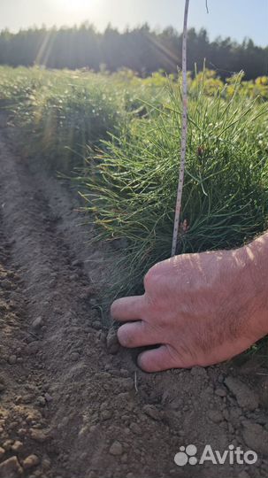 Саженцы сосны и ели окс от производителя