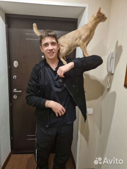 Абиссинский кот вязка