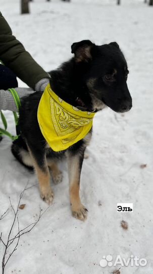 Щенуля в поиске дома и любящей семьи