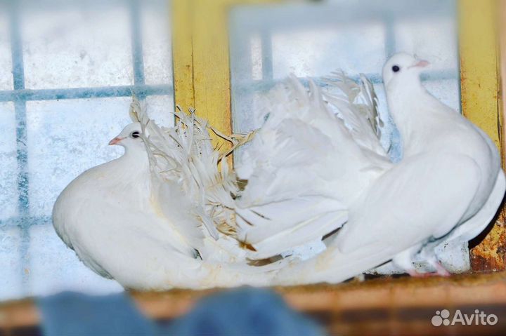 Голуби различных пород с выбором и без