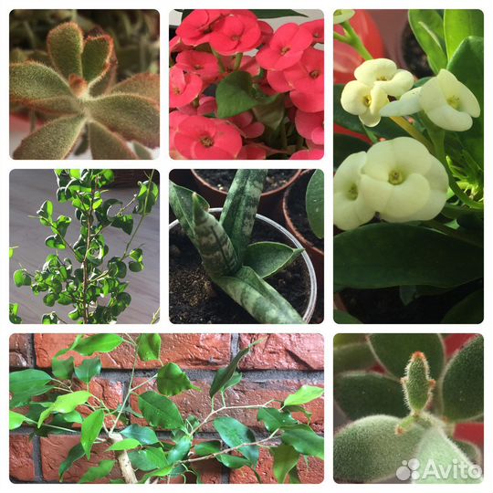 Комнатные цветы