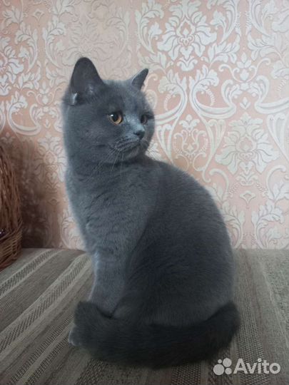 Британские котята