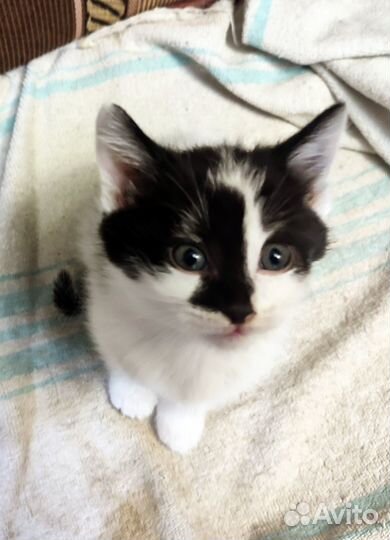 Котята в Красноусольском