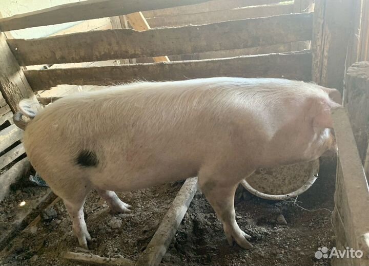 Хряк ландрас