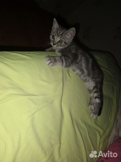 Шотландская