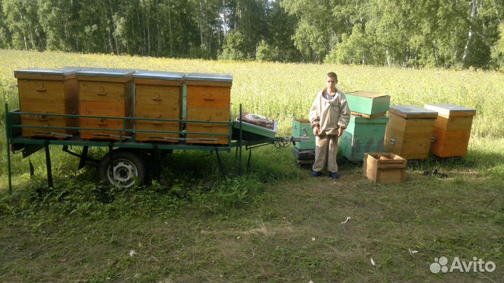Пчелы