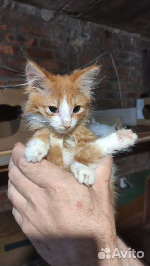 Котята всех расцветок
