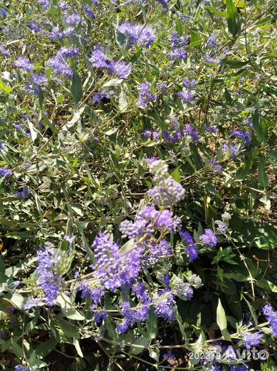 Кариоптерис