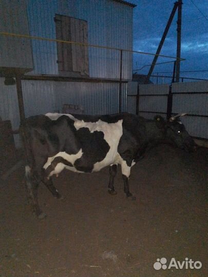 Продается дойная корова
