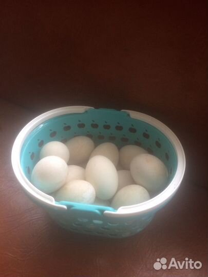 Яйцо домашнее