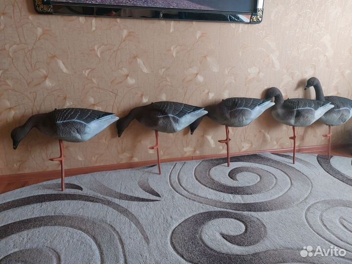 Чучела уток и гусей