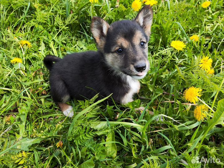 Щенок в добрые руки