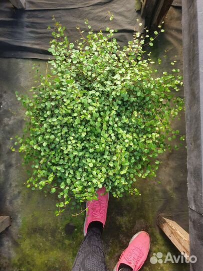 Мюленбекия