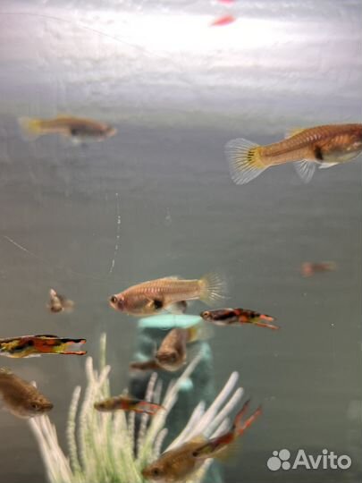 Гуппи эндлера