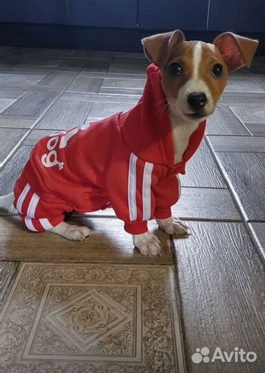 Комбинезон для маленькой собаки