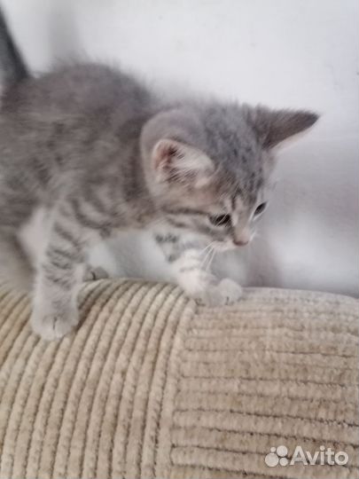 Шотландская вислоухая кошка
