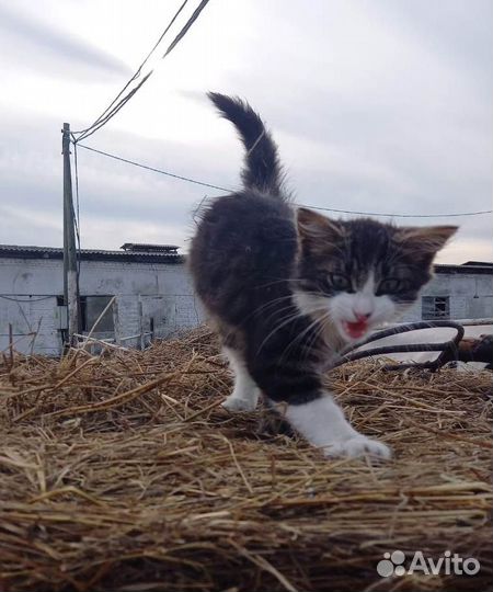 Котик-пушистик 2 мес