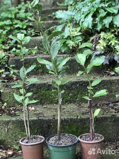 Саженцы лаврового листа, лавровый лист