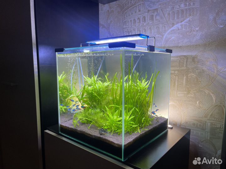 Готовый аквариум