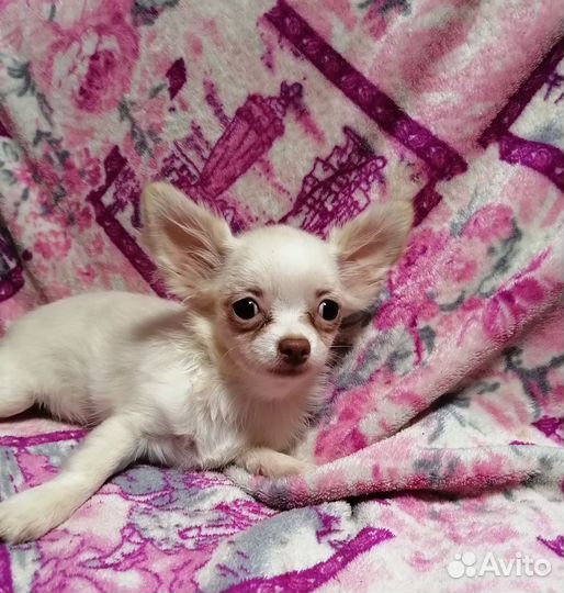 Чихуахуа девочка дш