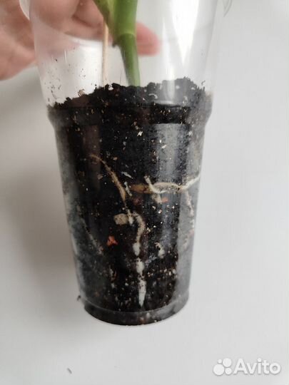 Монстера деликатесная