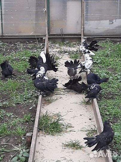 Голуби Павлины и Почтовые