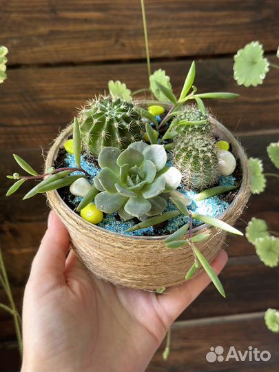 Флорариум из суккулентов
