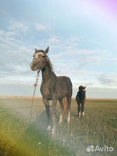 Продам лошадь