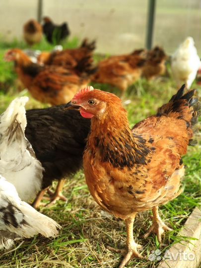 Куры Кучинская юбилейная и Пушкинская