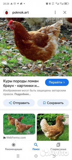 Куры несушки на мясо