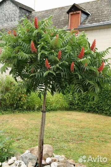 Саженцы липы, сумаха оленерогого,каштана