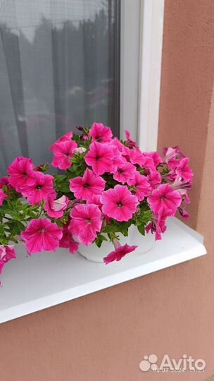 Кашпо сурфинии, петунии