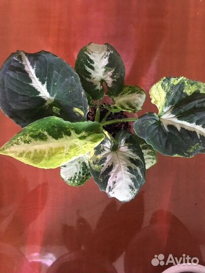 Сингониум Яичница