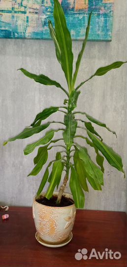 Драцена душистая