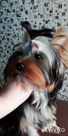 Йоркширский терьер