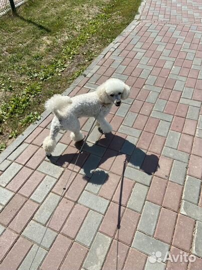 Малый пудель