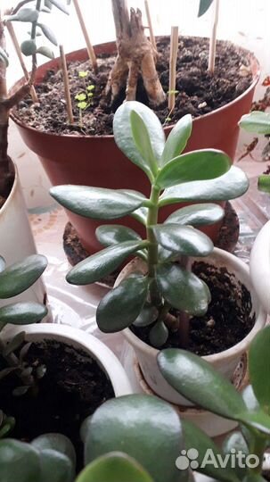 Цветы комнатные