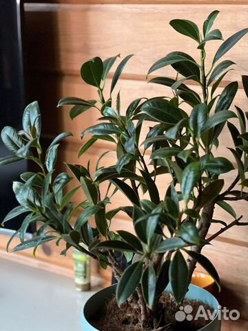 Фикус найроби