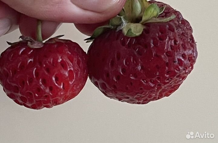 Саженцы клубники мице шиндлер