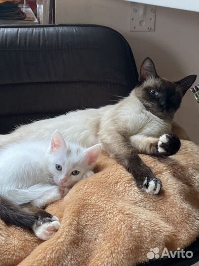 Котенок белый мальчик