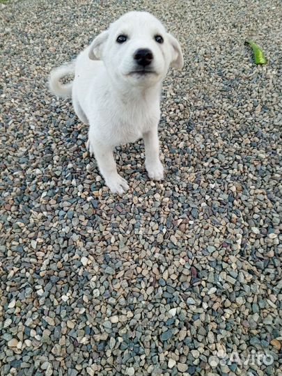 Щенки дворняжки