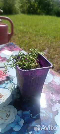 Очиток (седум) белый