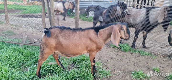 Англо нубийские козлята