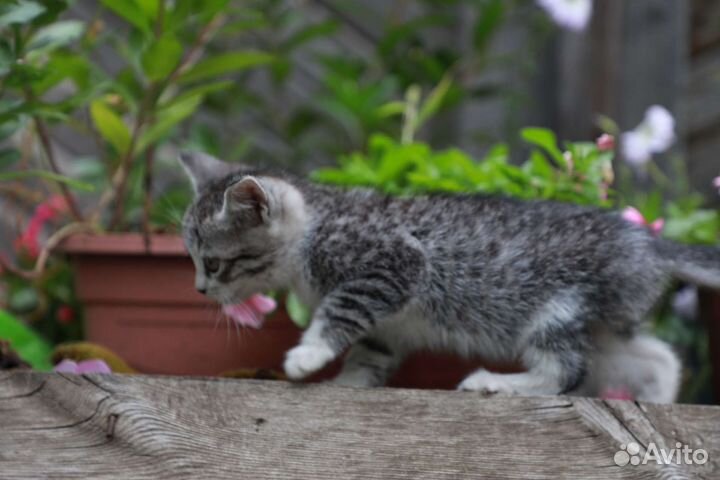 Котята в дар бесплатно