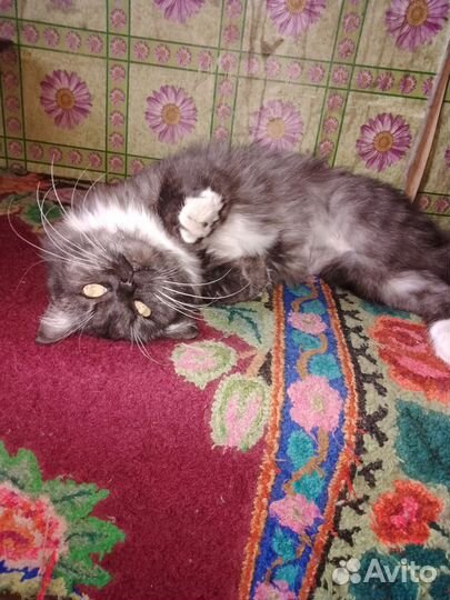 Домашние животные кошки