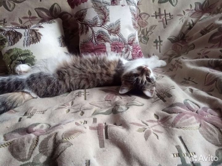 Кошка в дар