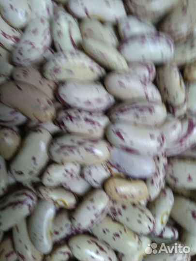 Бобы. фасоль