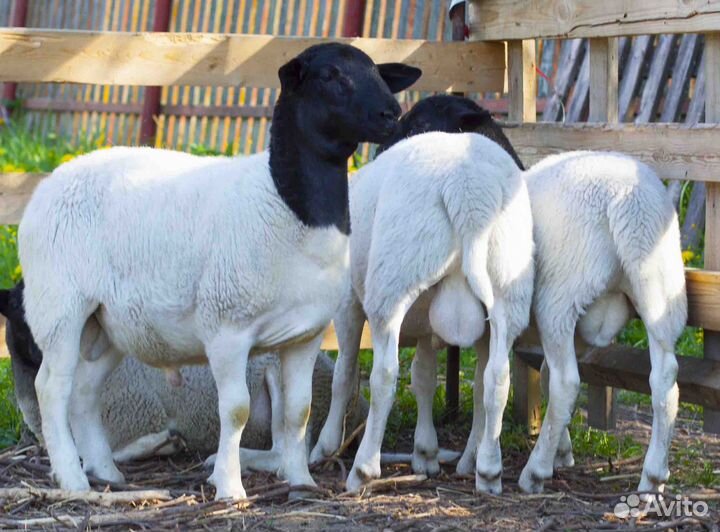 Дорпер баранчики