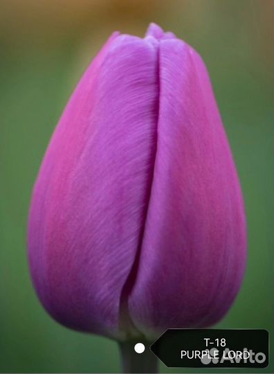 Альбом 3. Луковица