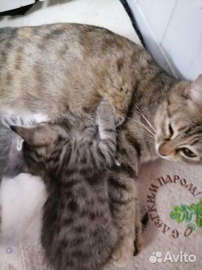 Котёнок 2 месяца, в хорошие руки